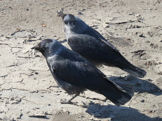 City birds. Bryansk district. (The Vast Russia! Sergey, Bryansk.)
