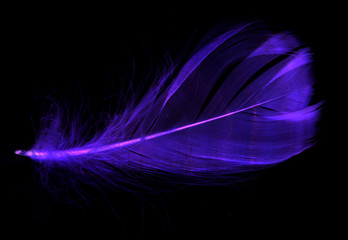 Blue feather on a black background