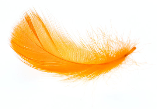 Beautiful orange feather on white background