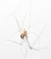 Spider in the water on a white background