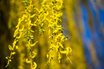 Yellow flowers on willow branches in spring