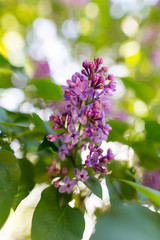 Lilac flowers on a tree in spring