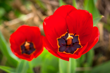 Spring blooming red Tulip close up top view