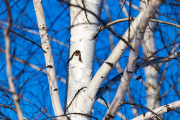 Trunk of a birch against a blue sky