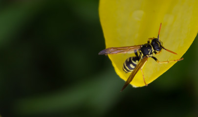 Bee on yellow petal  