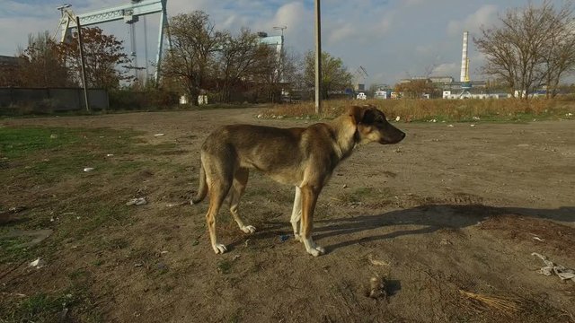 Sleepy homeless street dog on green grass amidst dirt and debris, on green grass against blue sky background