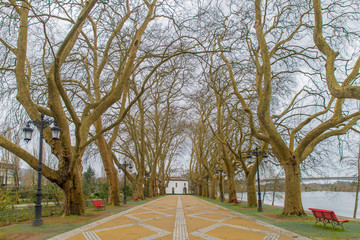 Avenue with trees