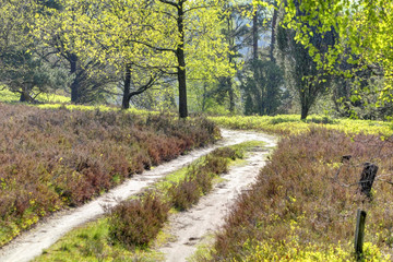 Hiking trail in spring, Lüneburg Heath Nature Park (Nature reserve), Northern Germany. Backlit Photograph
