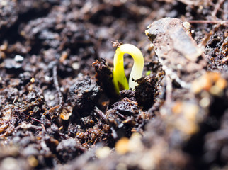 A young sprout of pepper in the ground