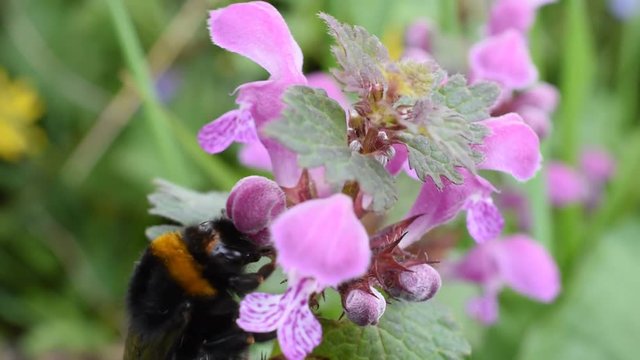 Closeup of a bumblebee on the flower (red dead-nettle)