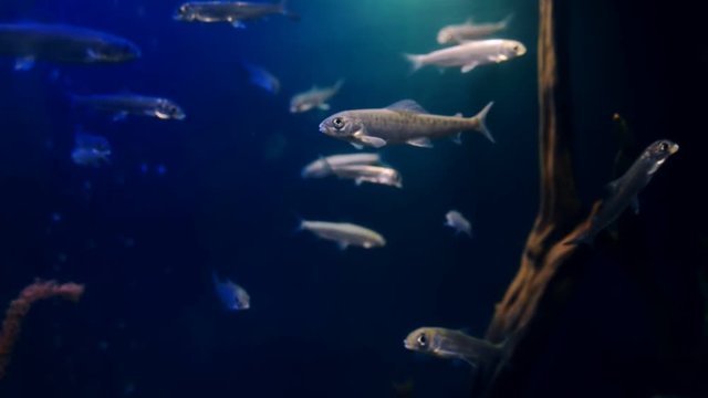 Haracin fishes swim in large aquarium indoors. They continuously scurry along transparent container with dim lighting and clean fresh water, actively shaking with silver fins. Agile aquarium
