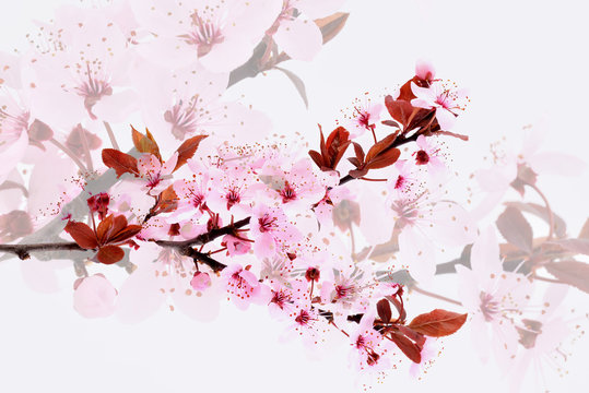 Cherry blossom. Pink spring flowers.