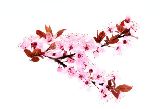 Cherry blossom. Pink spring flowers.