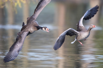 Kampf der Gänse © Christoph