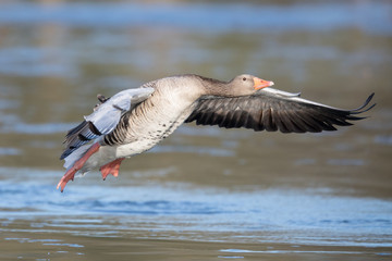 Graugans (Anser anser)