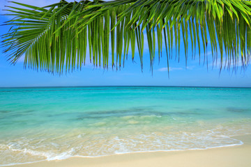 Fototapeta na wymiar Caribbean sea and palm leaves .
