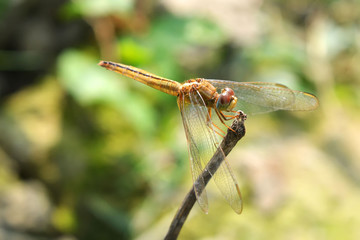 Yellow dragonfly
