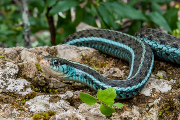 Naklejka premium Bluestripe Garter Snake (Thamnophis sirtalis similis)