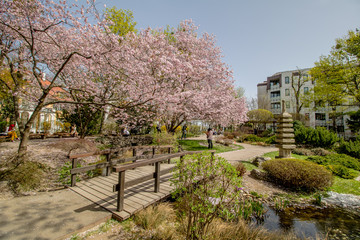 Obraz premium Der Frühlig im Setagaya Park, Wien, Österreich