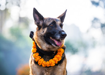 German shepherd with a marigold garland being worshiped during Kukur Tihar (dog Deepawali) in...