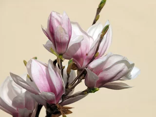 Crédence de cuisine en verre imprimé Magnolia Magnolie