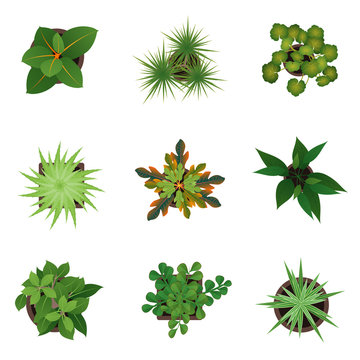 Realistic Detailed 3d Top View Green Plants Set. Vector