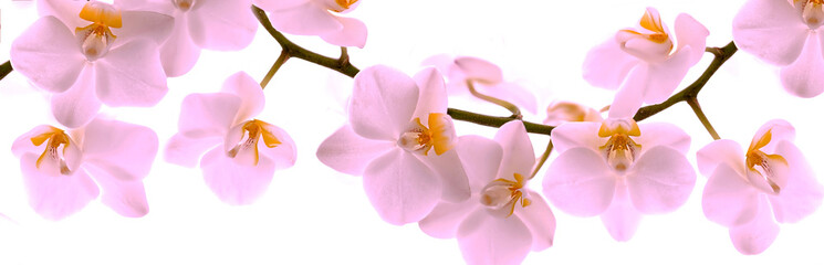 Pale pink Orchid © savojr