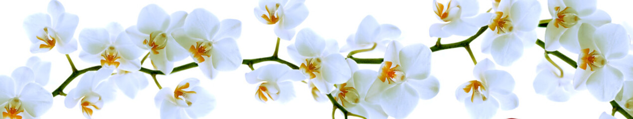 Panele Szklane Podświetlane  Oddział orchidei z kwiatami