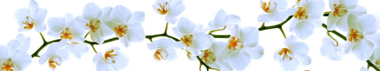Poster Orchidée Orchid branch with flowers