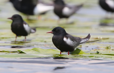 A group of The white-winged tern, or white-winged black tern stamds on a water plants