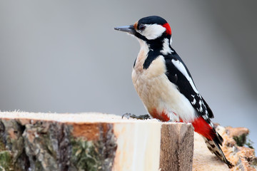 A male Great spotted woodpecker sits on the stump of a sawn wood on a monophonic gray fuzzy background.