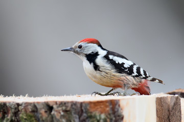 Close up photo of  a male middle spotted woodpecker sits on a fores log and eats a pork fat