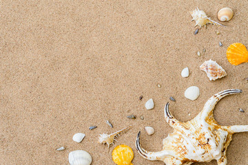 Top view of shell on sand beach background for summer holiday concept.