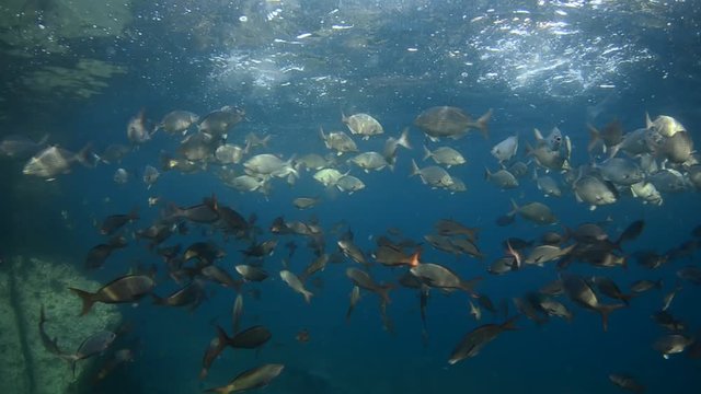 Coral reef scenics of the Sea of Cortes, Espiritu Santo island Baja California Sur, Mexico. The world's aquarium.