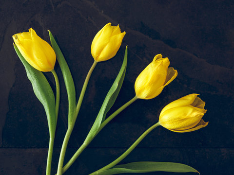 Yellow tulips on dark background