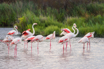 Flamant rose, oiseaux dans la nature sauvage, parc ornitologique Pont de Gau, Camargue, sud de la France