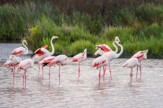 Pink flamingo, birds in the wild nature, ornitological park Pont de Gau, Camargue, south France