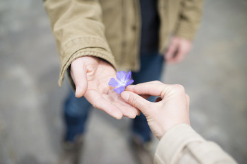 菫の花を手渡す男女の手