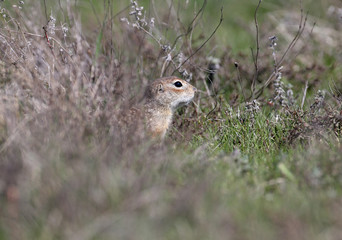 The speckled ground squirrel hides in the thick last year's grass