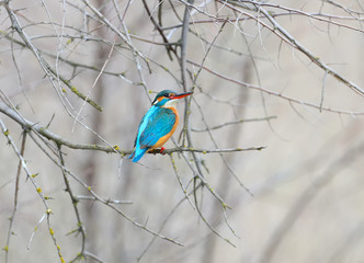 The kingfisher female flew to the nesting site and sits on a tree branch in anticipation of the groom