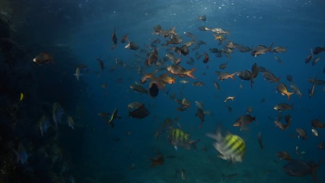 Coral reef scenics of the Sea of Cortes, Espiritu Santo island Baja California Sur, Mexico. The world's aquarium.
