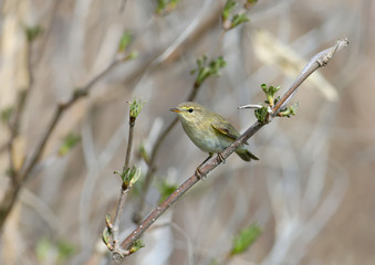The first this year, a common chiffchaff  in a wedding dress