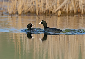 Fototapeta premium The male Eurasian coot chases the female in the water during the breeding season