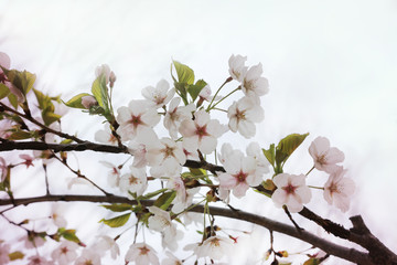 Blooming cherry tree branch