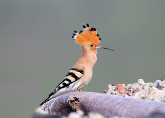 One hoopoe is sitting on a pile of construction debris, where the birds decided to arrange a nest © VOLODYMYR KUCHERENKO