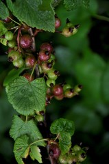Obraz premium Unripe berries of black currant on a branch