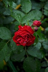 Rose flower and leaves after rain