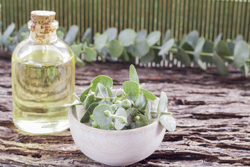 oil and eucalyptus leaves on the wooden table