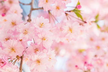 Fototapeta premium 満開の桜