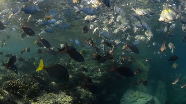 Coral reef scenics of the Sea of Cortes, Espiritu Santo island Baja California Sur, Mexico. The world's aquarium.